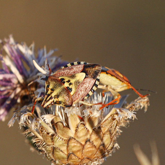 Carpocoris