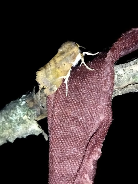 Cosmia affinis - barna lombbagoly