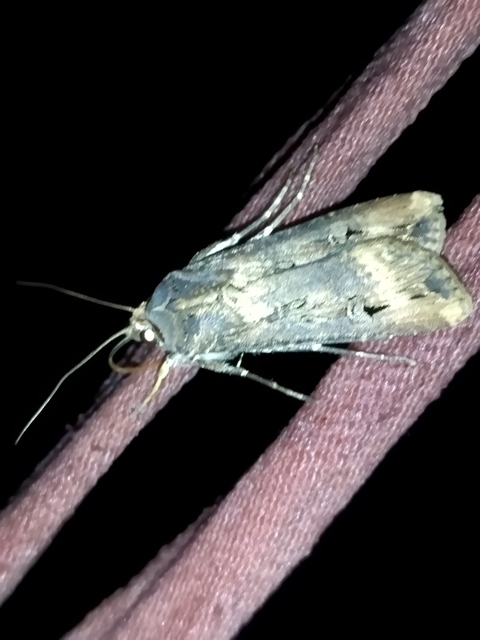Agrotis ipsilon - nagy földibagoly