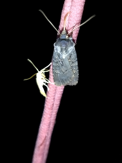 Euxoa nigricans - feketés földibagoly