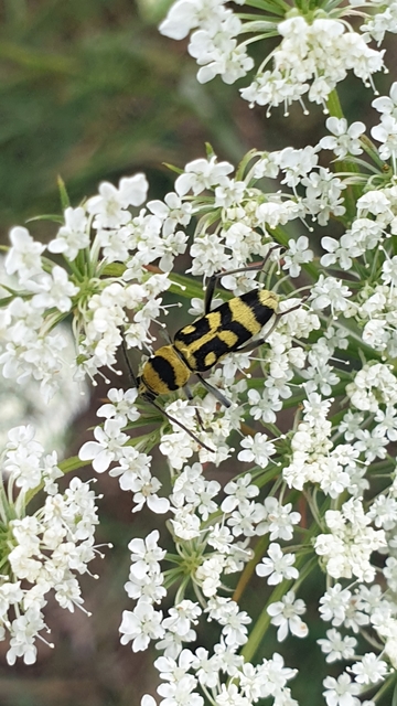 Chlorophorus varius - díszes darázscincér