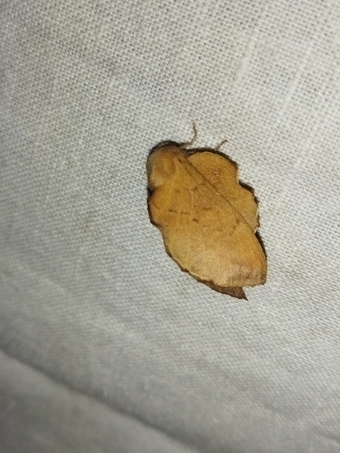 Phyllodesma tremulifolia - nyárlevélpohók