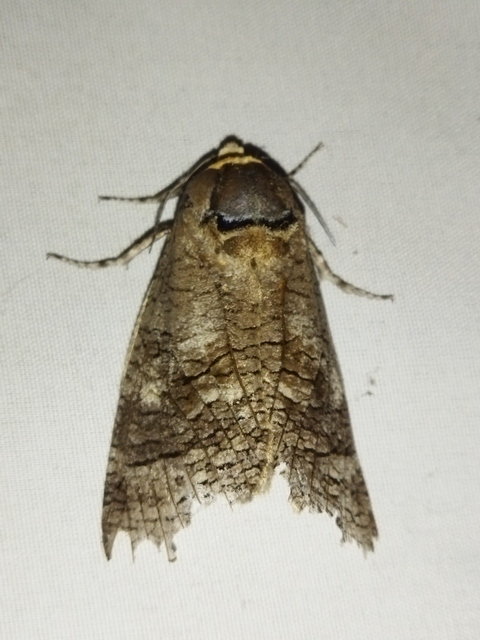 Cossus cossus - fűzfarontólepke