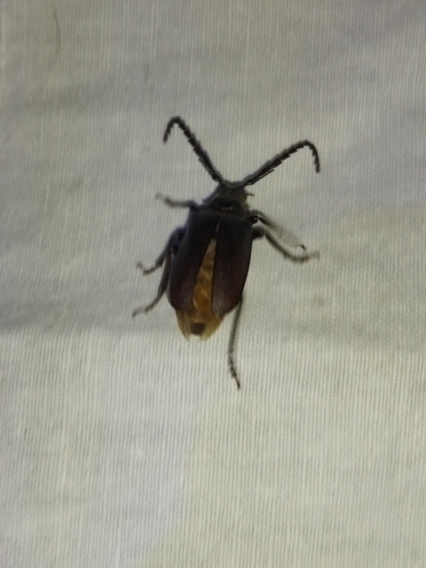 Prionus coriarius - csőszcincér