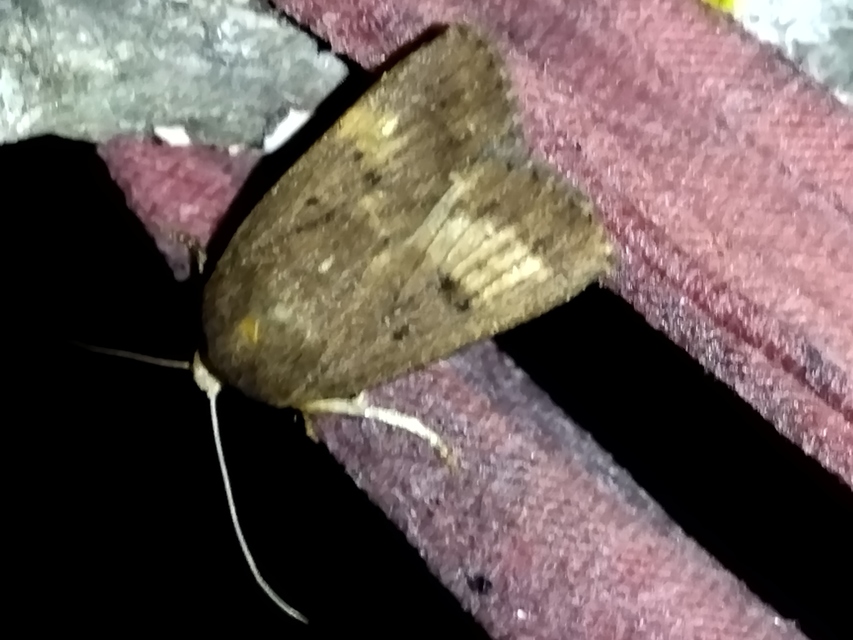 Amphipyra tragopoginis - bakszakállbagoly