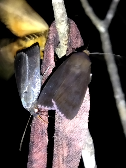 Amphipyra livida - zsírfényű bagoly