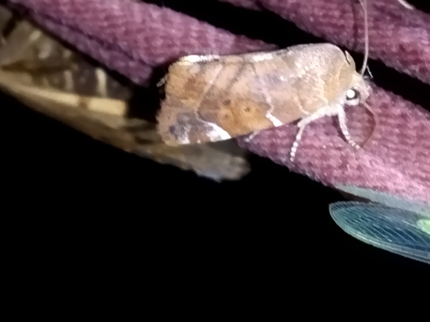 Cosmia affinis - barna lombbagoly