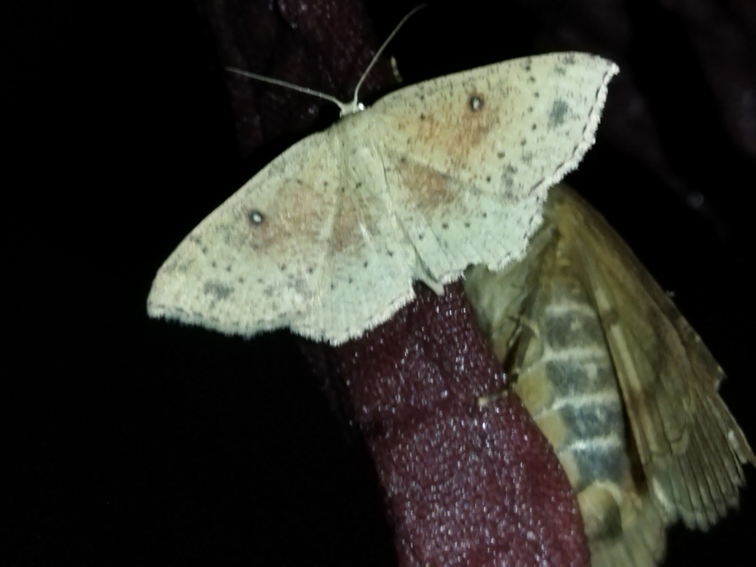 Cyclophora porata - körös pettyesaraszoló