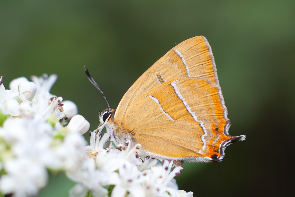 Thecla betulae - nyírfalepke