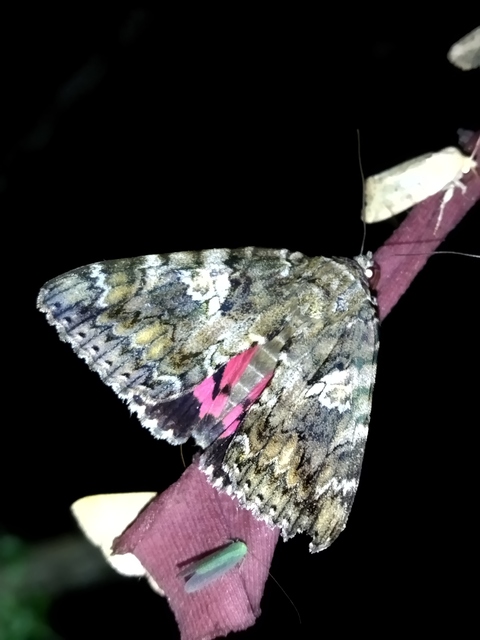 Catocala sponsa - tölgyfa-övesbagoly