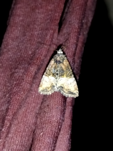 Mesoligia furuncula - kétszínű dudvabagoly