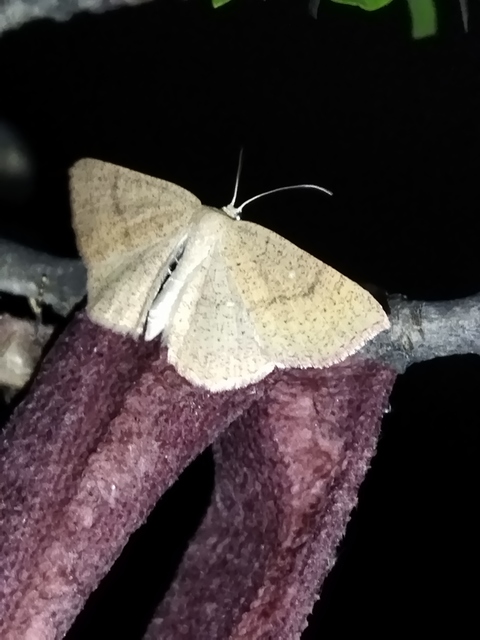 Cyclophora ruficiliaria - vörösrojtú pettyesaraszoló