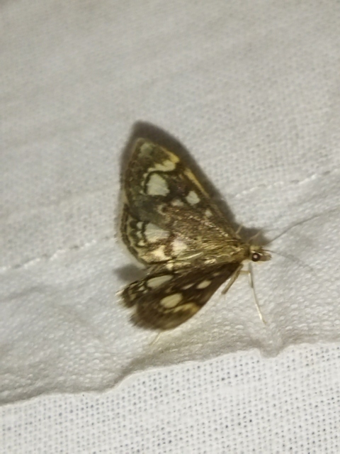 Anania coronata - koronás dudvamoly