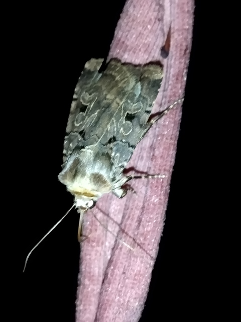 Chersotis rectangula - barna földibagoly