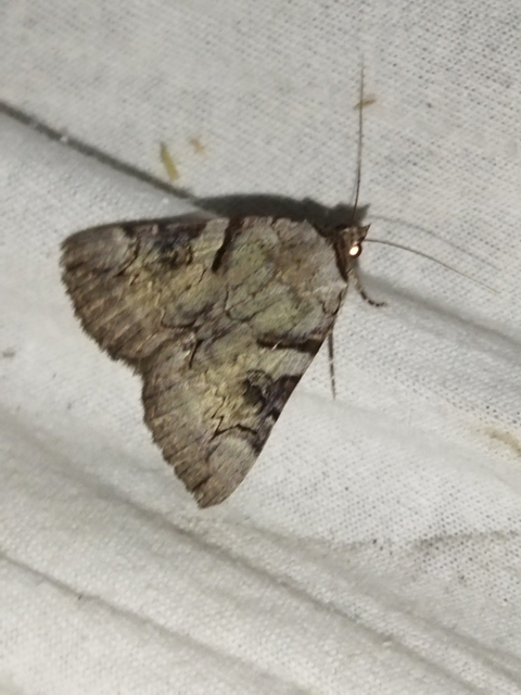 Catocala hymenaea - kökény-övesbagoly