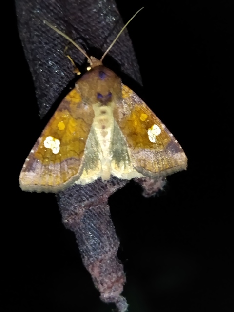 Amphipoea oculea - nagyfoltú lápibagoly