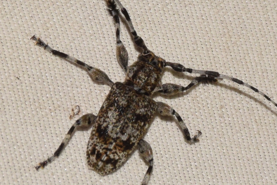 Aegomorphus clavipes - tarka cincér Aegomorphus clavipes - tarka cincér