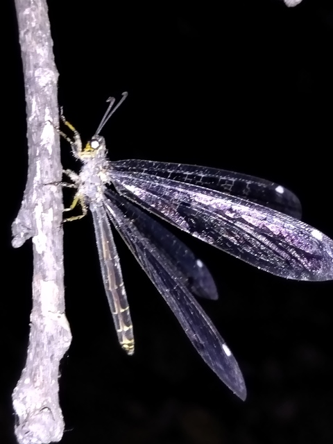 Distoleon tetragrammicus - négyfoltos hangyaleső