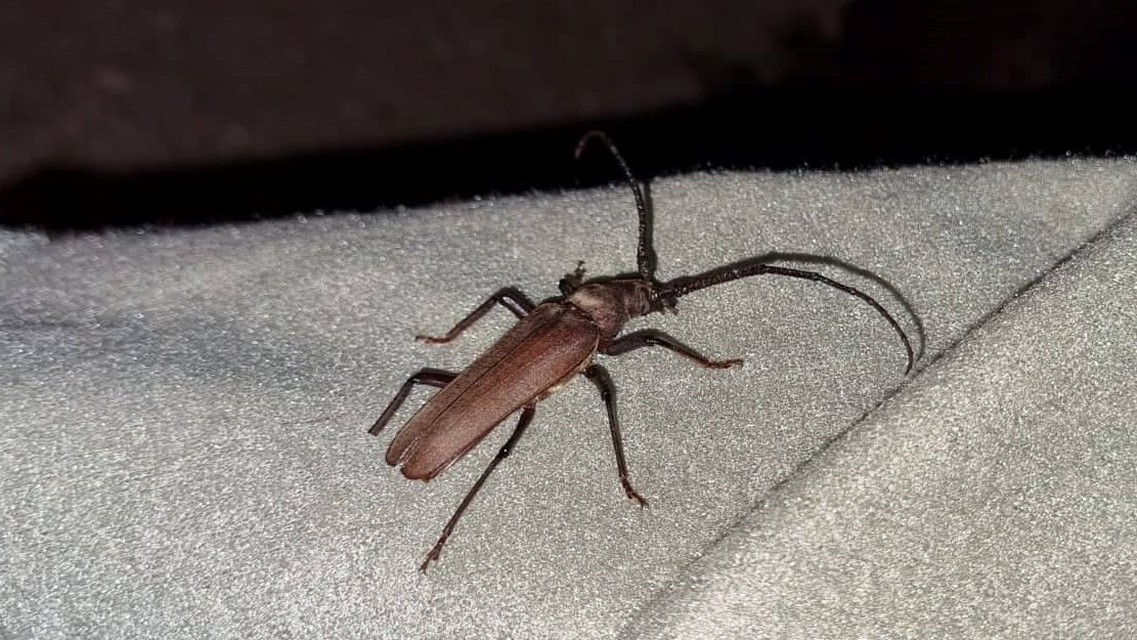 Aegosoma scabricorne - diófacincér
