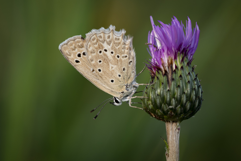 Polyommatus daphnis - csipkés boglárka