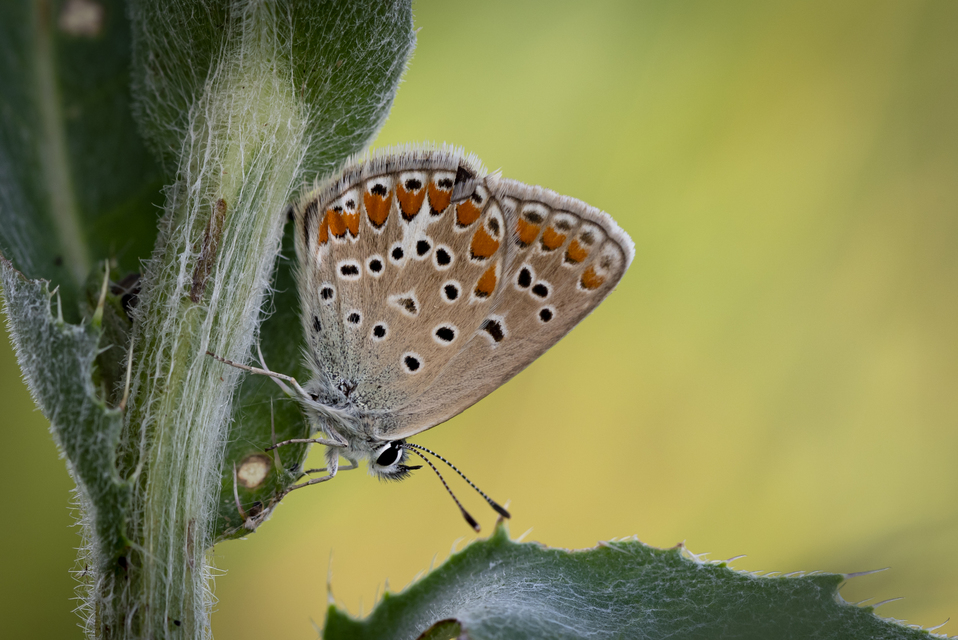 Polyommatus thersites - ibolyaszín boglárka