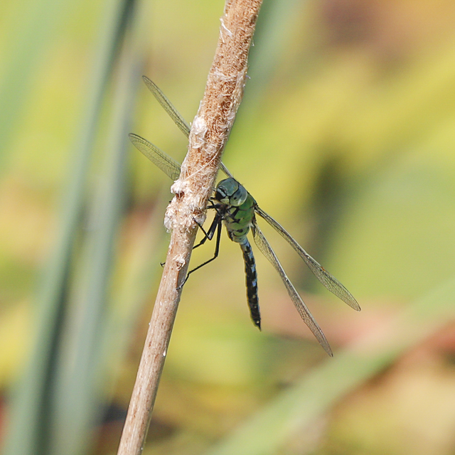 Anax imperator - zöld óriásacsa