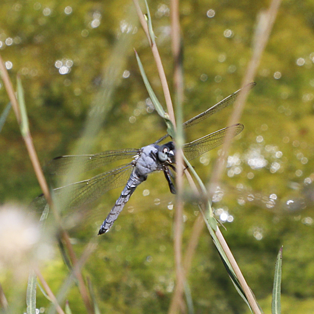 Orthetrum brunneum - pataki pásztorszitakötő