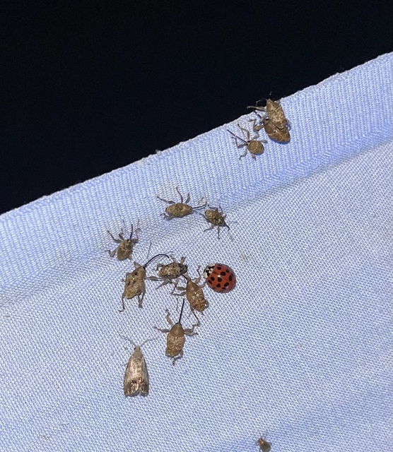 Curculio glandium - tölgymakkzsuzsóka