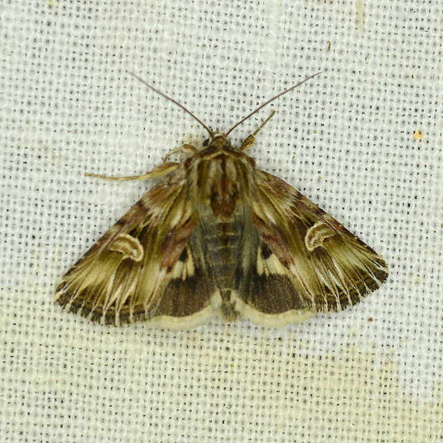 Actinotia radiosa - kis sugarasbagoly