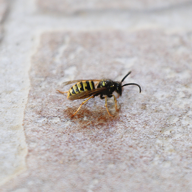 Vespula vulgaris - kecskedarázs