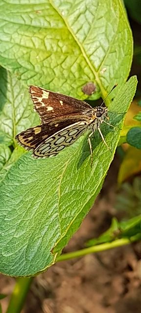 Heteropterus morpheus - tükrös busalepke