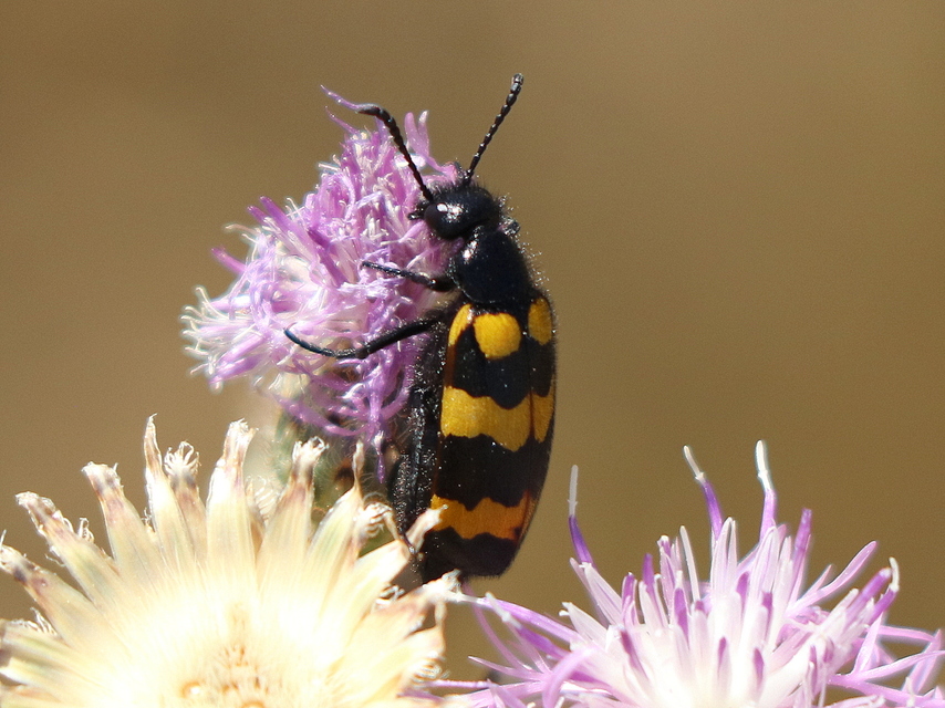 Mylabris variabilis - szalagos hólyaghúzó Mylabris variabilis - szalagos hólyaghúzó