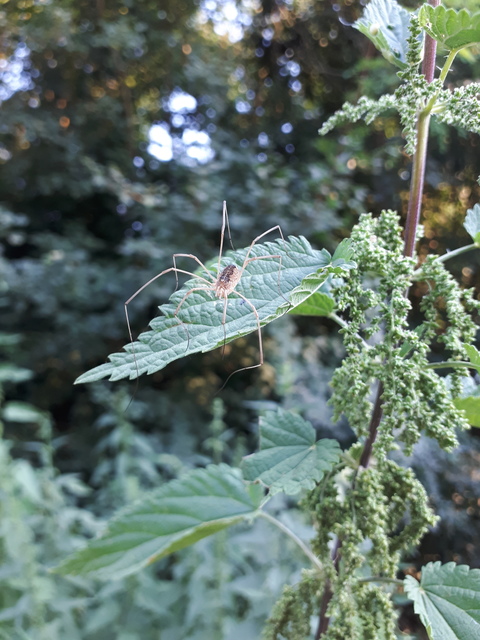 Mitopus morio