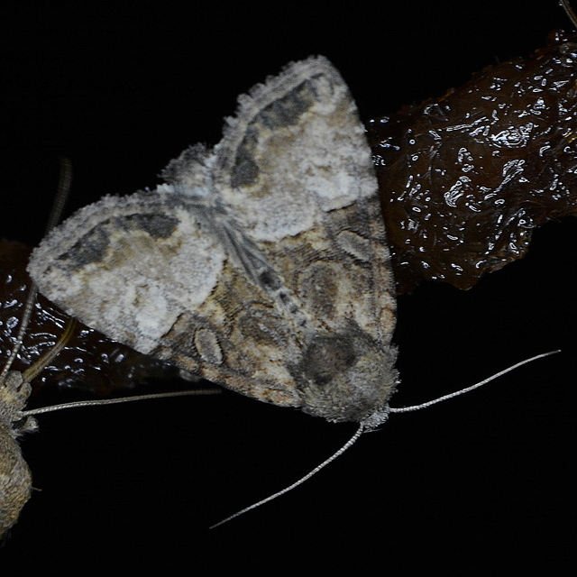 Mesoligia furuncula - kétszínű dudvabagoly