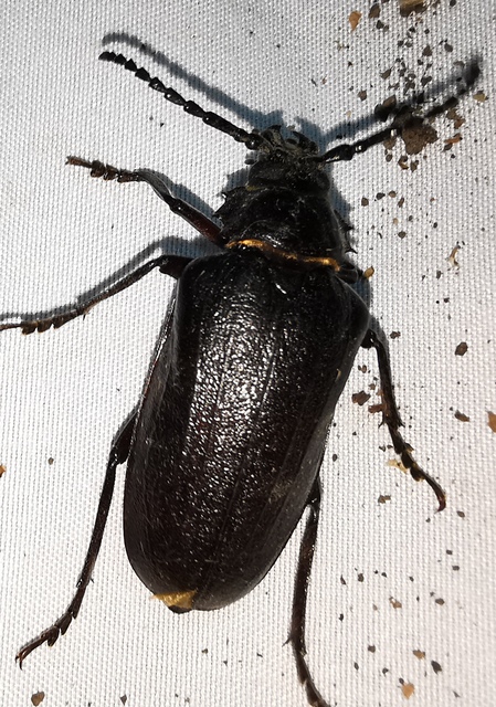 Prionus coriarius - csőszcincér