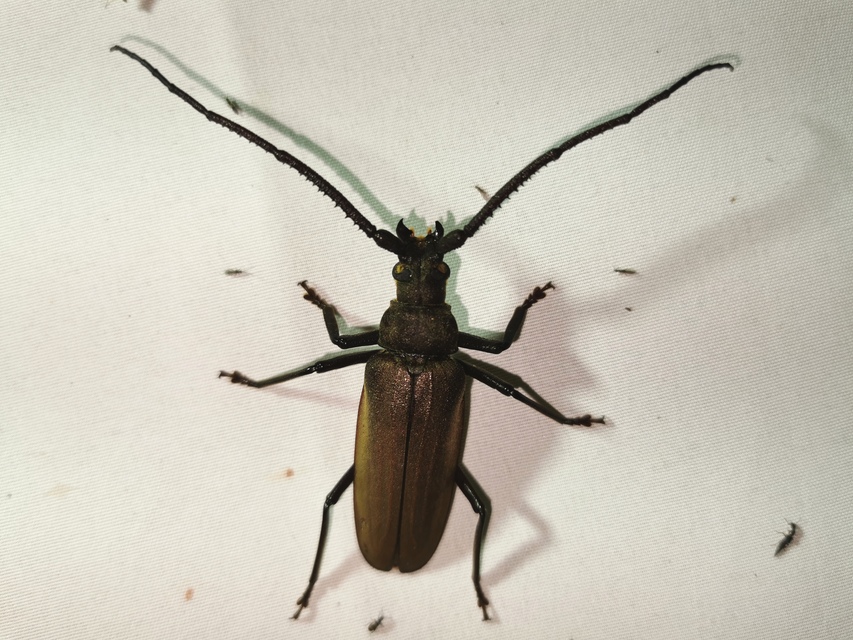 Aegosoma scabricorne - diófacincér