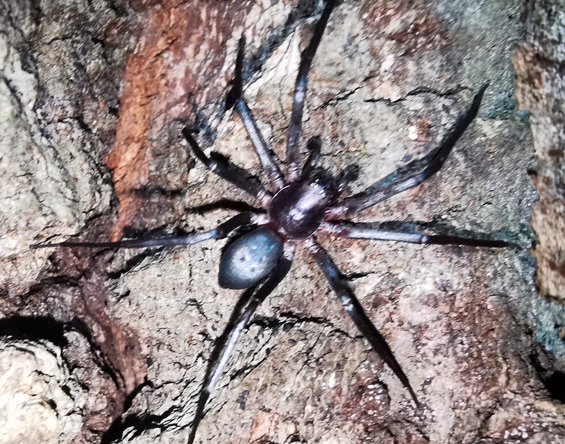Drapeta rutilans - csillogó avarpók