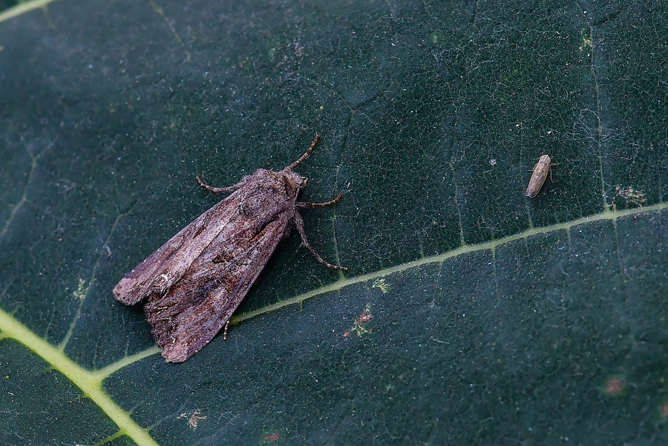 Lacanobia suasa - tarka kertibagoly