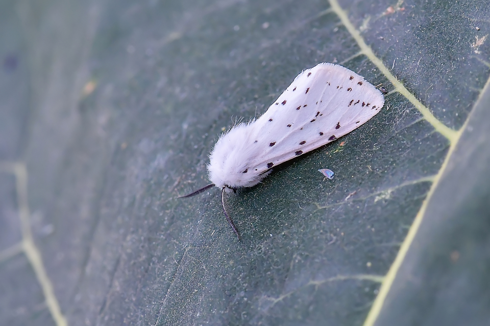 Spilosoma lubricipedum - tejszínű medvelepke