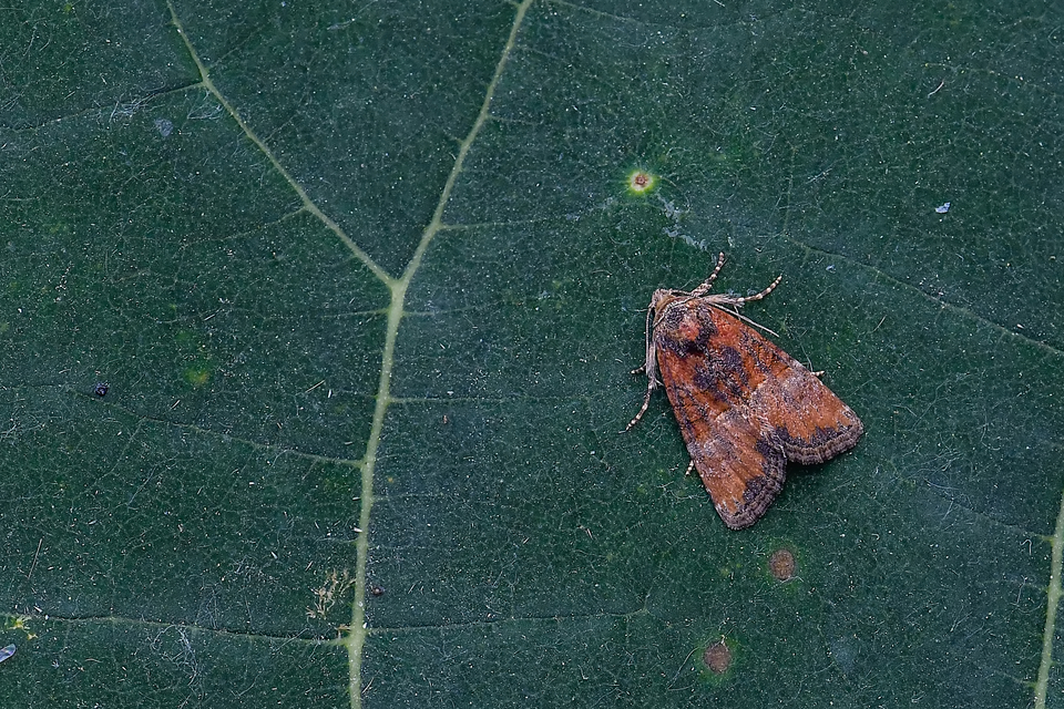 Mesoligia furuncula - kétszínű dudvabagoly