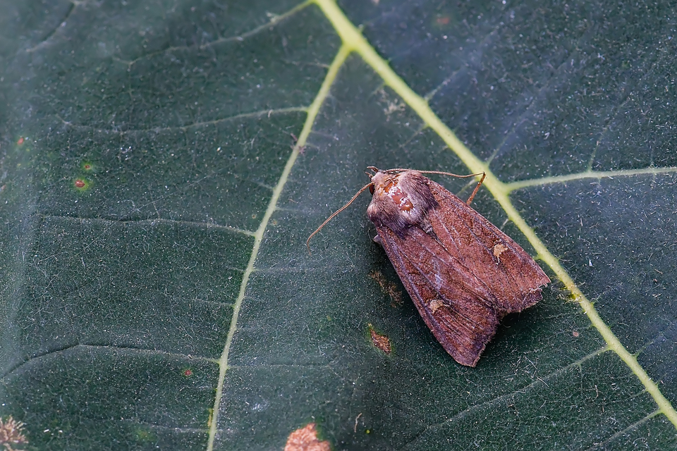 Helotropha leucostigma - mocsári nőszirombagoly