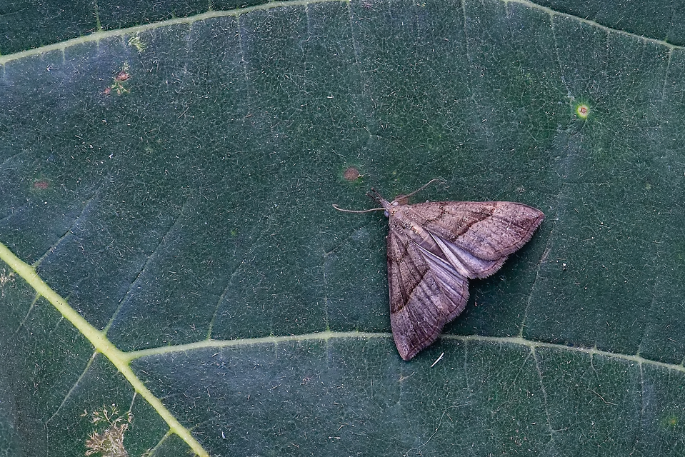 Hypena proboscidalis - ormányos karcsúbagoly