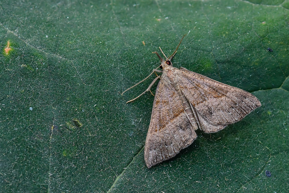 Hypena proboscidalis - ormányos karcsúbagoly