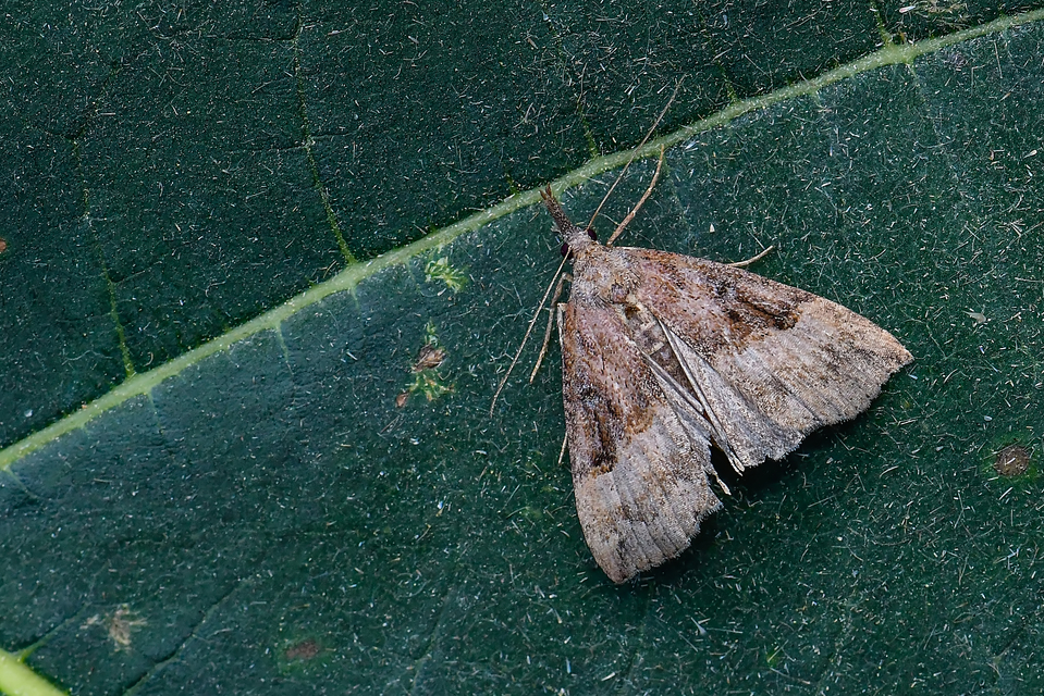 Hypena rostralis - közönséges karcsúbagoly