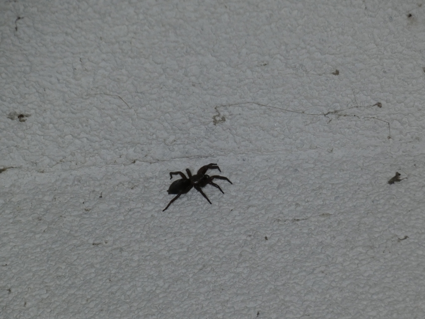 Scotophaeus