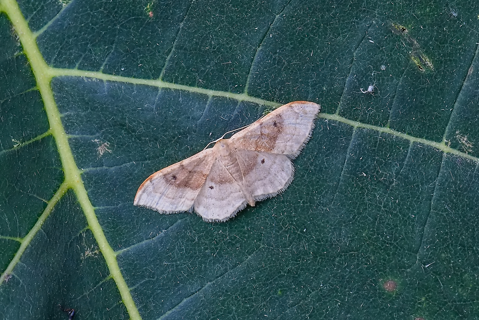 Idaea degeneraria - barnasávos araszoló
