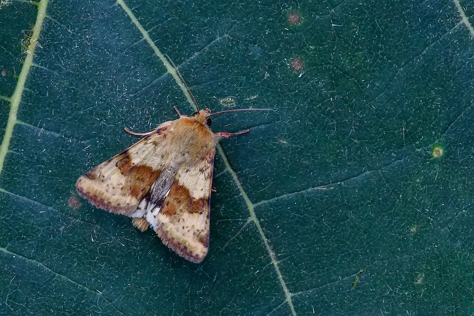 Heliothis viriplaca - mácsonyabagoly