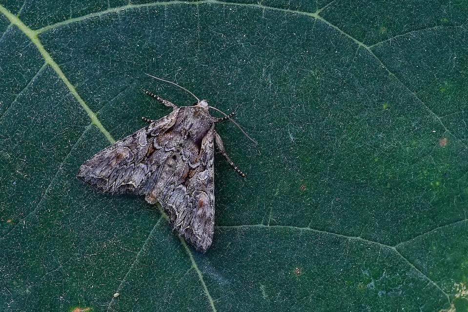 Lacanobia thalassina - borbolya-kertibagoly