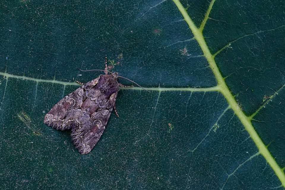 Lacanobia thalassina - borbolya-kertibagoly
