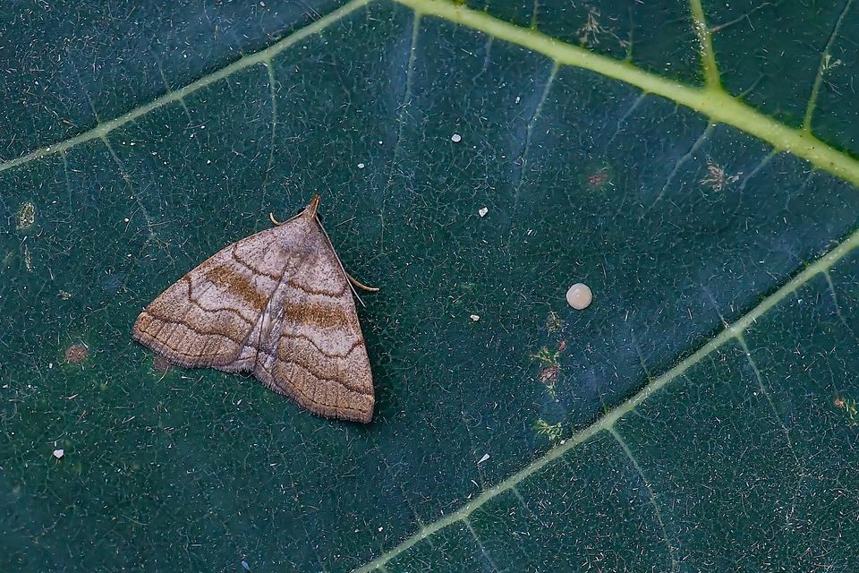 Herminia tarsicrinalis - szőröslábú karcsúbagoly